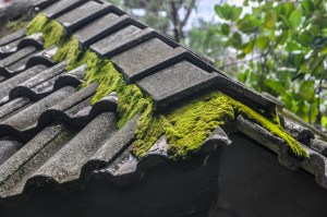 Moss on Your Roof